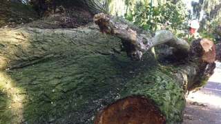 Waterlandkerkje bomen rooien